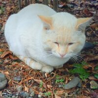 まるぱすヒスロン終了 (@japonpon_123) Twitter profile photo