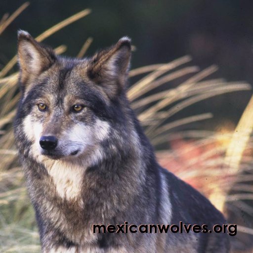 Mexican gray wolves were driven to near extinction and are making a wild recovery because of advocates like you!