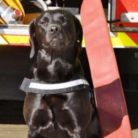 MerseyFireDogs (@merseyfiredogs) 's Twitter Profile