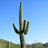 arizonensis's profile image