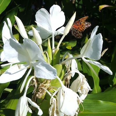 LauraWoodsFrank's profile picture. Budding writer, slightly crazy, always having fun.