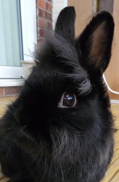 Dobbys13's profile picture. 