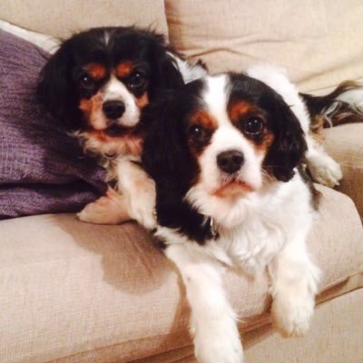 We adopted Lady and Gemma from Battersea Dog's Home when they were 8 years old. https://t.co/0qhVyM4OZ1