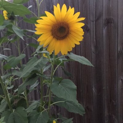 lilunicorn71's profile picture. i am a mother of 5. i have 3 boys and 2 grls. their ages are and 2 handsome grandsons.i love football and nascar.