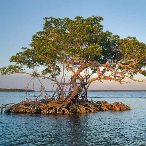P4T_Resilience's profile picture. Resilience is the ability to recover from trauma. Peace4Tarpon exists within a community of resilient people. Join us - Offer your piece to spread the peace!
