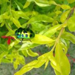 SAHELIBISWAS7's profile picture. SAHELI BISWAS 
STUDENT