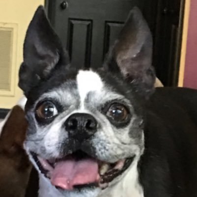 I'm my mom and dad's little girl. My sister Kayli is just an extra kid for them. We're humans in disguise wearing Boston Terrier suits!