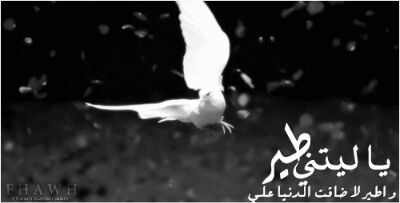 wajdan7771's profile picture. 