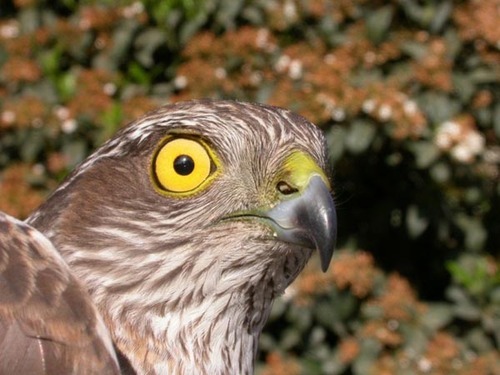 Sparraork's profile picture. 