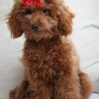 Lei (@leithedog) 's Twitter Profile