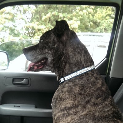 kashh99's profile picture. Seriously, not that serious