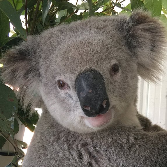 Mike Baird wants to scrap the land-clearing laws that save our native animals. Save our wildlife - call Premier Baird 8574 5000!