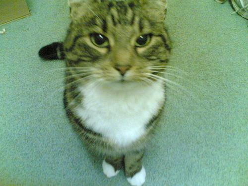 School Cat. Kicked off facebook for being a cat!