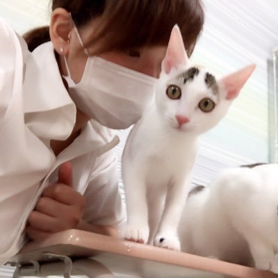 仁川駅前にある保護猫カフェきぶん屋の猫ちゃんたちの可愛さ発信します💓【@nekocafekibunya】