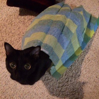 KikiTheKittyC4t's profile picture. I'm a crazy kitty who gets into way too much trouble! Follow me for updates on my latest shenanigans! #BlackCatLivesMatter #Mrow #OohShiny!