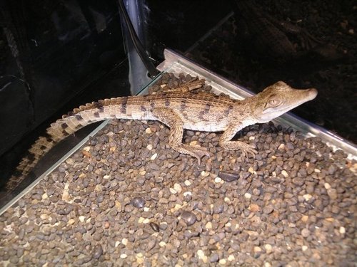 planttic's profile picture. 