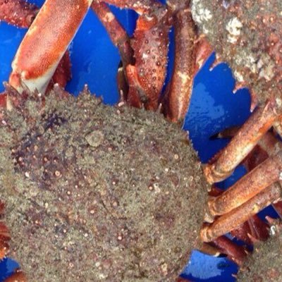 Highly sustainable shellfisherman catching lobster, crab and spider crab out of Padstow. https://t.co/DYlKypaERR @fishbuoys