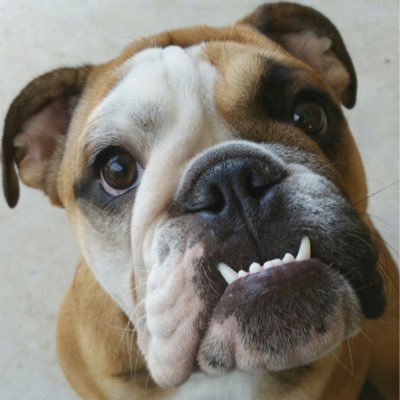 docart70's profile picture. #Election2016 Government & Politics NFL MLB