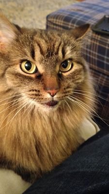 sewannsew's profile picture. happy wife and mother.  :)  lover of fonts.