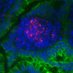 Lecuit Lab (@biupasteur) Twitter profile photo Lecuit Lab (@biupasteur) Twitter profile photo