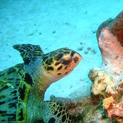 DivingDax's profile picture. From Exeter, surname Cornish, living in Scotland. Scuba diver, personal tweets.