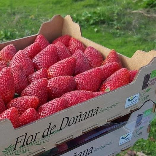 Cultivo Berries 100% Ecológico.
Agricultura Orgánica Sostenible.
🍓Online Shop🍓