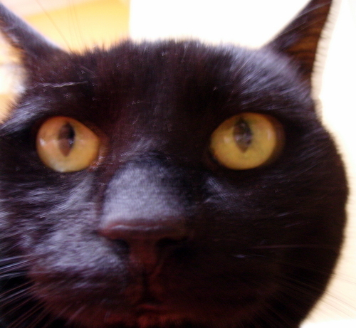 Science, bees, cats, folk, heavy metal, real ale
