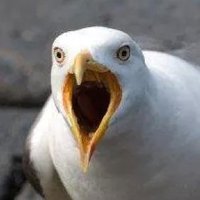 x (@aktifkal) Twitter profile photo