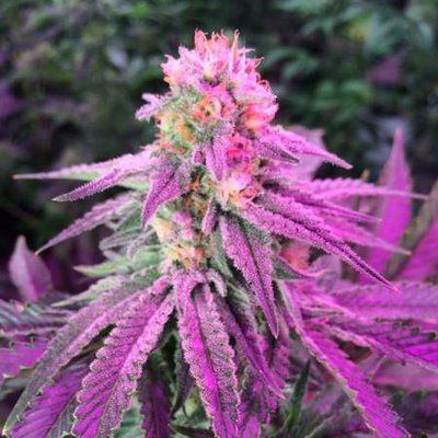 blackfire strain blackfire strain