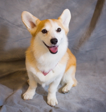 I am a 5 year old Welsh Pemboke Corgi living in Decatur Ga.