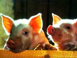 fukuryo's profile picture. 右も左もわからん豚飼いの親爺です