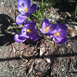 HolisticSci's profile picture. I love to share and found my way to a better health, wealth and a better life!