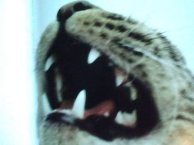 chriskjelstrup's profile picture. Space Hokage of Semi-Elite Space Ninjas
🪐🥷🌌