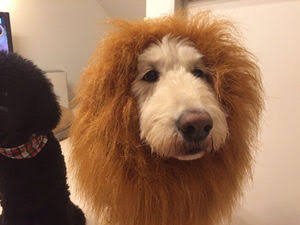 おーん☪️🍛さんのプロフィール画像