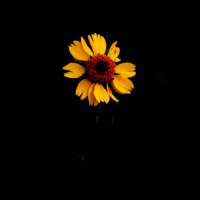 يحيى بن عوض الحارثي (@yahya1alharthy) 's Twitter Profile