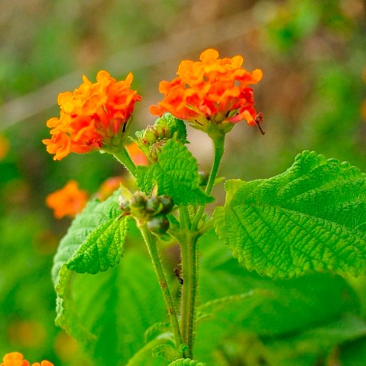 To share knowledge, ideas  and information about the Darwin Initiative funded project reversing the  impact of Invasive plants of Nepal