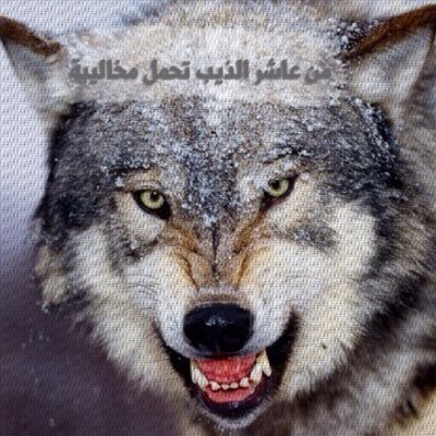 هاوي الشعر ||سُبْحان الله |الحَمدُ لله |لَا إِلَهَ إِلَّا الله |الله أَكْبَرُ.
