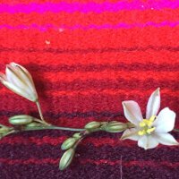 Vicci Tallis (@vicci_tallis) 's Twitter Profile