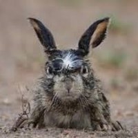 Sungura Mjanja (@rabbitcunning) 's Twitter Profile Photo Sungura Mjanja (@rabbitcunning) 's Twitter Profile Photo