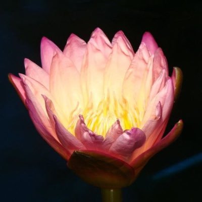 LoraLaigh's profile picture. Weather News News