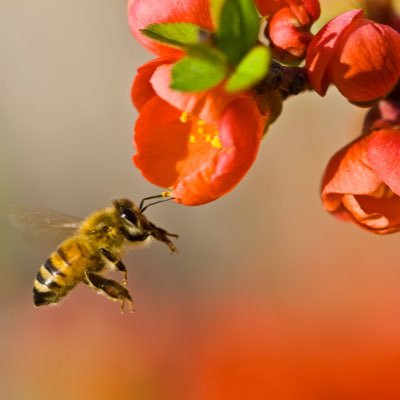 Savethebeefacts's profile picture. Saving one bee at a time is better than not saving any at all 🐝 https://t.co/wQMwd8mqt3