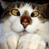 IrredeemablePussy (@deplorable_moi) 's Twitter Profile