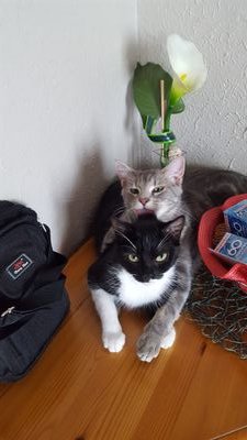 Je suis le maître de mon destin, le capitaine de mon âme (Nelson Mandela).
Accro à ses chats, ses chiens et à bien d'autres animaux... #Thescriptfamily