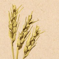Daily Bread CFP (@dailybreadcfp) 's Twitter Profile