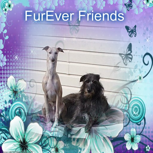 SkyenBreeze's profile picture. Skye (Scottish Deerhound) and Breeze (Whippet) - who keep their Mum on the go !