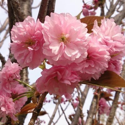 抹茶落葉垢移動するよ固定ツイ見てねさんのプロフィール画像