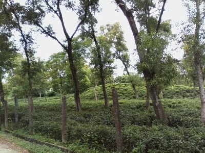 AkhterUddin3's profile picture. Ophthalmologist, Founder of Charity oranization in Habiganj, Bangladesh.