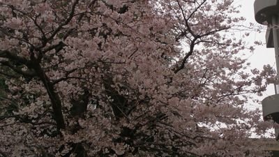 ellie_d7th's profile picture. 好きなものを並べて眺めたい