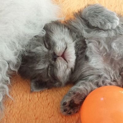 mayu_free_time's profile picture. 最近はTRPGとマダミスメインで遊んでます！TRPGの世界観にどっぷり浸って拗らせる喜び✨シナリオは永遠に回りたい！気になるシナリオの作者様やKP様や同士様に無言フォローしちゃう場合もあります。どうかお許しください。2019年〜人狼ルーム