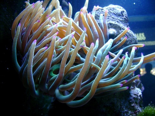 A2Restrepo's profile picture. 